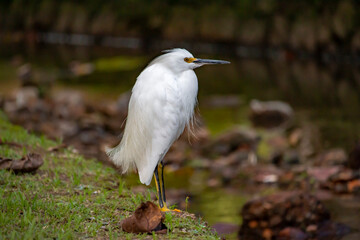 Snowy Egret (Egretta thula) in Rio de Janeiro, Brazil