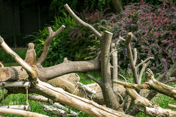 Fototapeta premium Snapshot from the The Aktiengesellschaft Cologne Zoological Garden in Cologne