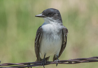 eastern kingbird on barbed wire