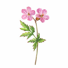 Closeup of a branch of the pink woodland geranium flowers (known as Geranium sylvaticum, the wood cranesbill). Watercolor hand drawn painting illustration isolated on white background.
