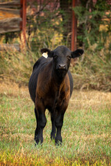 Angus Calf