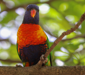 rainbow lorikeet on a branch