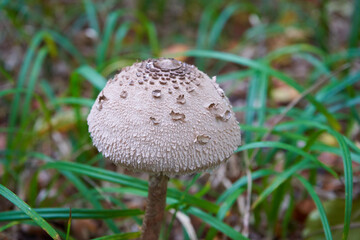 young fungus Macrolepiota procera,hat of a young parasol mushroom on the lawn