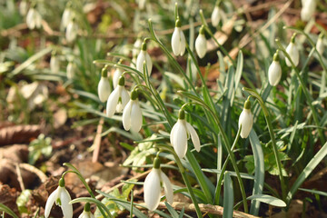 Schneeglöckchen in der sanften Frühlingssonne