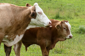 Naklejka na ściany i meble Cows graze in the mountains. Farm, cows in the field.
