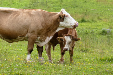 Naklejka na ściany i meble Cows graze in the mountains. Farm, cows in the field.