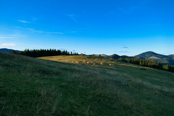Cows graze on a farm in the mountains in Austria.