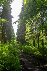 path through the park trees, nature green forest in the park