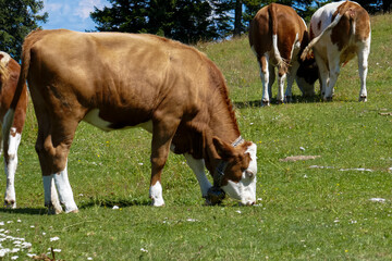 Cows graze in the mountains. Farm, cows in the field.