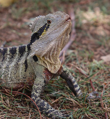 bearded dragon lizard