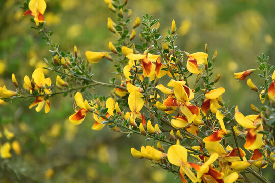 Ginster - Edelginster - Cytisus scoparius - &lsquo;Andreanus&rsquo;