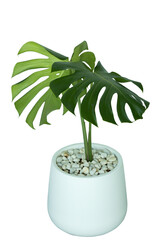 Monstera plant in white pot on white background Isolate