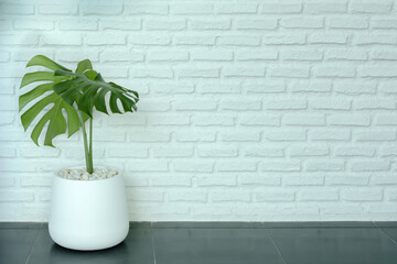 Monstera plant in white pot on white brick wall background on black floor