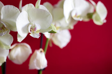 Beautiful phalaenopsis orchid flowers with soft bokeh and selective focus on red background, copy space