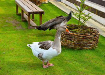 A gray big goose walks peacefully in an organic farmyard.  Domestic white goose. The concept of agriculture, eco-friendly farm products.