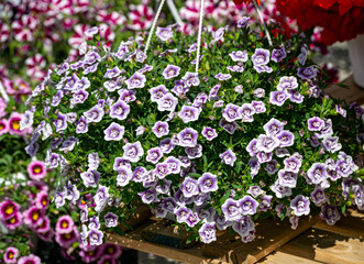 Beautiful bush of white-pink petunias in a flower pot on the market.