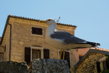 A seagull stands on an historic old stone wall in the centre of the medieval coastal town of Porec in Istria, Croatia
