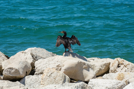 A cormorant stretches its wings to dry them on a rock on the coast of Porec in Istria, Croatia
