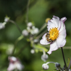 Nature's wonderful animals  The world's best pollinators - 449919642