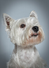 Dog Perro West Highland white terrier pet mascota