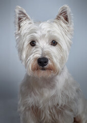 Dog Perro West Highland white terrier pet mascota