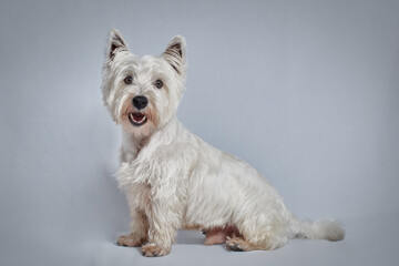 West Highland white terrier