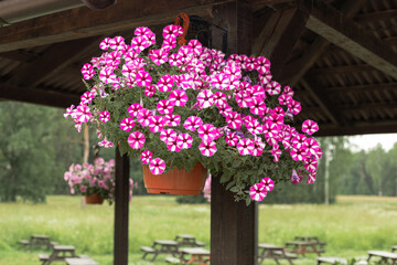 hanging planter with petunia flowers, decoration of a balcony or terrace with flowering ampelous plants
