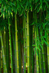 green bamboo'