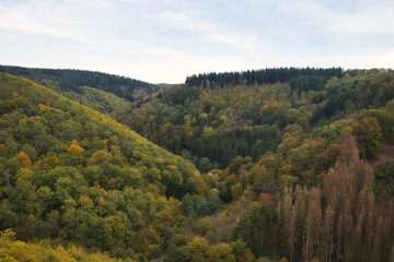Obraz premium Colorful trees in the Rhineland Palatinate Forest of Germany near the Geierlay Suspension Bridge in Germany on a fall day.