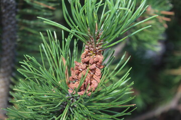 pine tree branch