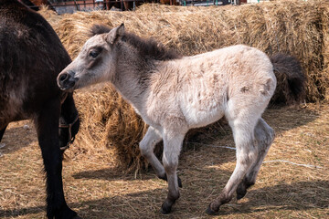 Fototapeta premium Fawn brown foal is running around in the paddock. Playful cheerful fun cute foal feeds near the haystacks at sunny autumn day.