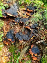 autumn leaves on the ground