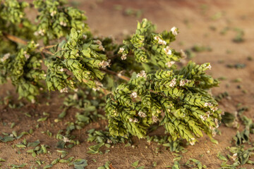 A sprig of dry Sicilian oregano, aromatic herb, spice. Dried oregano close up