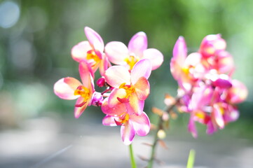 pink and yellow Spathoglottis plicata Blume orchid