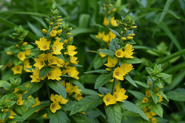 Beautiful yellow perennial flowers of lysimachia punctata grow in summer garden. Dotted loosestrife, large yellow loosestrife or spotted loosestrife.
