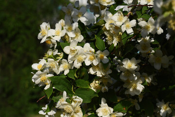 Philadelphus coronarius (sweet mock-orange, English dogwood) white spring flowers. Beautiful jasmine branches with green leaves and white flowers in sunlight. Textured natural green background.