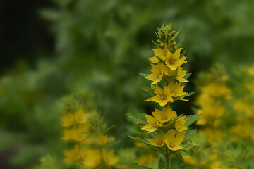 Beautiful yellow perennial flowers of lysimachia punctata grow in summer garden. Dotted loosestrife, large yellow loosestrife or spotted loosestrife. Closeup on the yellow loosestrife flowers in bloom