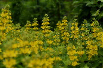 Beautiful yellow perennial flowers of lysimachia punctata grow in summer garden. Dotted loosestrife, large yellow loosestrife or spotted loosestrife.