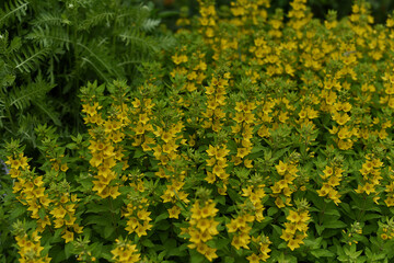 Obraz premium Beautiful yellow perennial flowers of lysimachia punctata grow in summer garden. Dotted loosestrife, large yellow loosestrife or spotted loosestrife.
