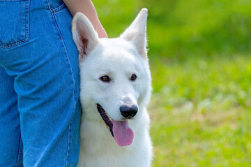 White swiss shepherd dog close up near his mistress during a walk in the park