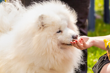 A woman feeds a Samoyed dog. White shaggy dog breed Samoyed takes food from the hand of the mistress
