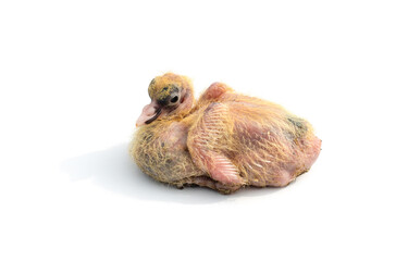 Young pigeon chick without feathers sitting on an isolated white background © Xookits