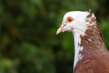 Beautiful pigeon face close up look with green bokeh background