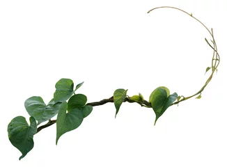 Poster vine plant climbing isolated on white background. Clipping path © Ammak