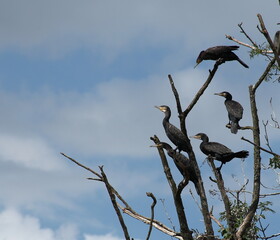cormorants on the dry tree