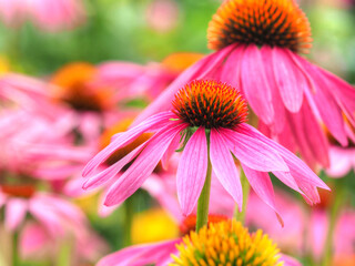 Purpur-Sonnenhut (Echinacea purpurea )
