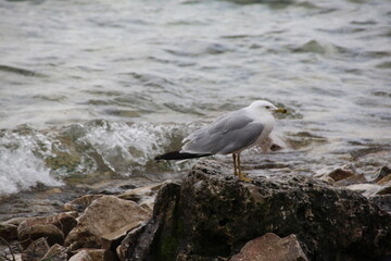seagull on a rock