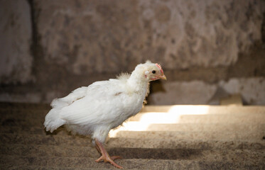 A broiler chicken warms up under a lamp in a chicken coop in a village.