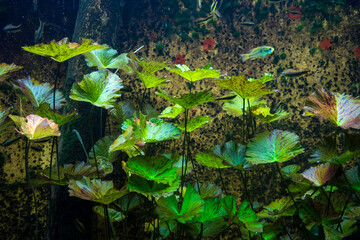 Snapshot from the The Aktiengesellschaft Cologne Zoological Garden in Cologne, VIEW OF FISH IN SEA