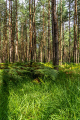 Forest in the Elbe Sandstone Mountains